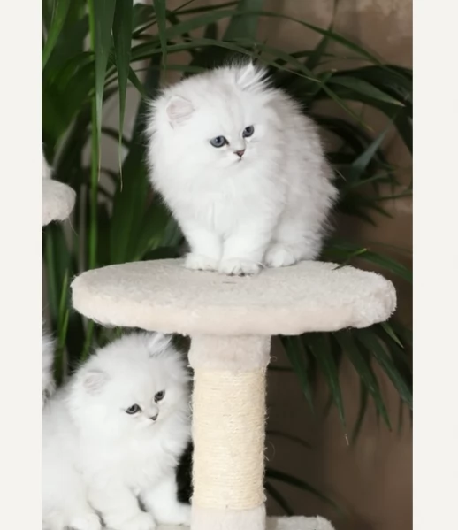 Gattini di puri raza persia