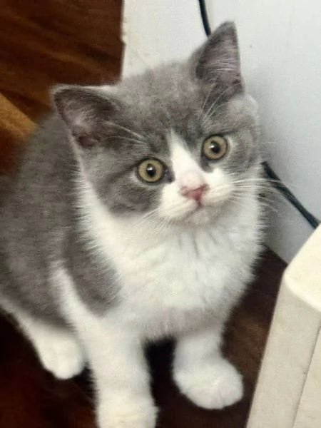 BELLISSIMI Gatti British shorthair | Foto 0
