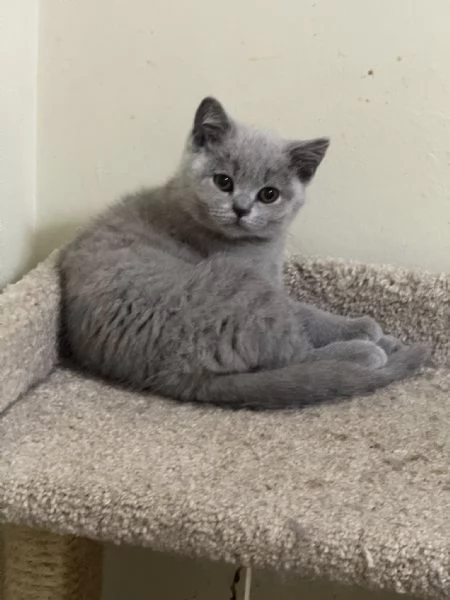 BELLISSIMI Gatti British shorthair