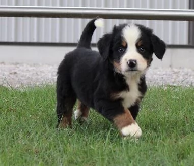 Cuccioli di bovaro del bernese con pedigree enci