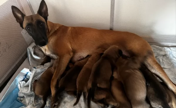 Vendo cuccioli di pastori Belga Malinois