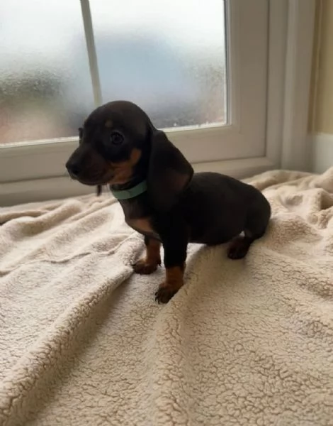 Cuccioli di bassotto | Foto 4