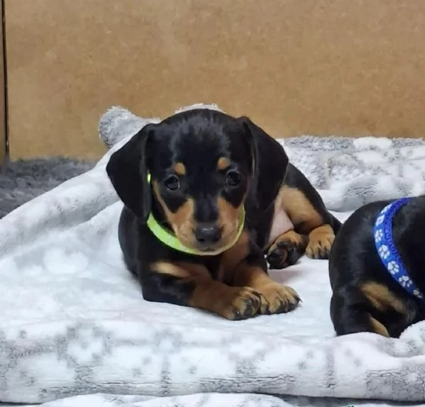 Cuccioli di bassotto