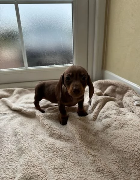 Cuccioli di bassotto | Foto 0