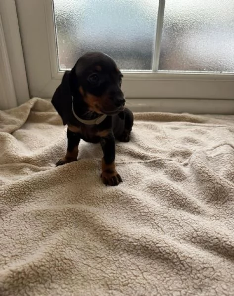 Cuccioli di bassotto | Foto 2