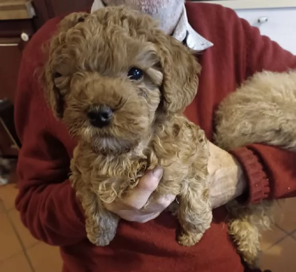 cucciolo barboncino toy | Foto 3