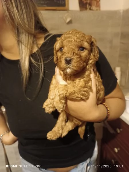 cucciolo barboncino toy | Foto 1