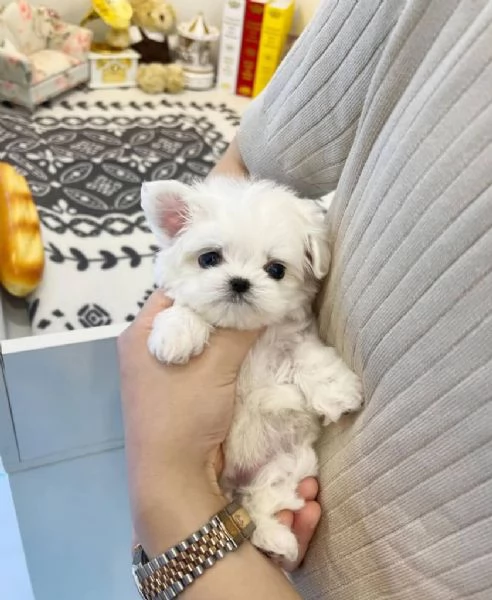 Adorabili cuccioli di maltese in adozione per Natale