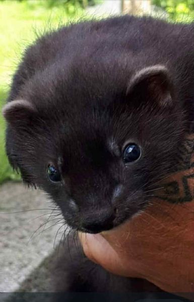 Cuccioli di furetti disponibili gennaio 2026  | Foto 2