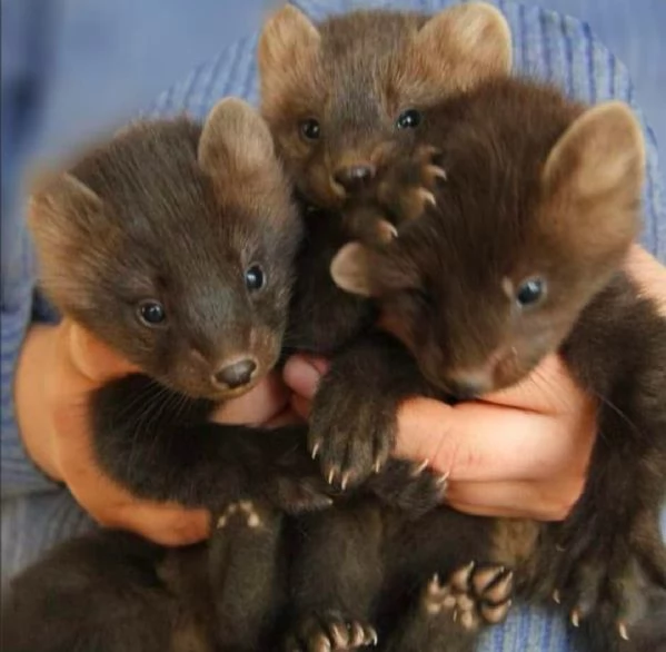 Cuccioli di furetti disponibili gennaio 2026  | Foto 0