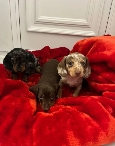 Cuccioli di Bassotto  Cuccioli Italiani di Alta Qualitagrave