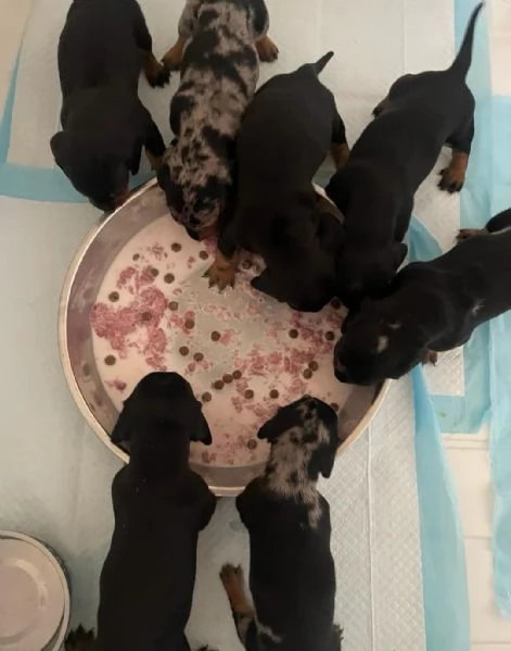 Cuccioli di Bassotto  Cuccioli Italiani di Alta Qualitagrave | Foto 1