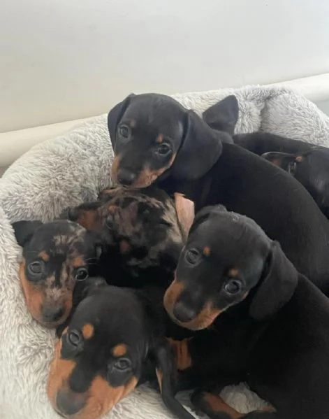 Cuccioli di Bassotto  Cuccioli Italiani di Alta Qualitagrave