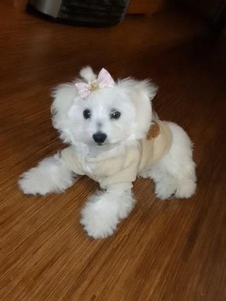 Cucciola maltese  | Foto 0