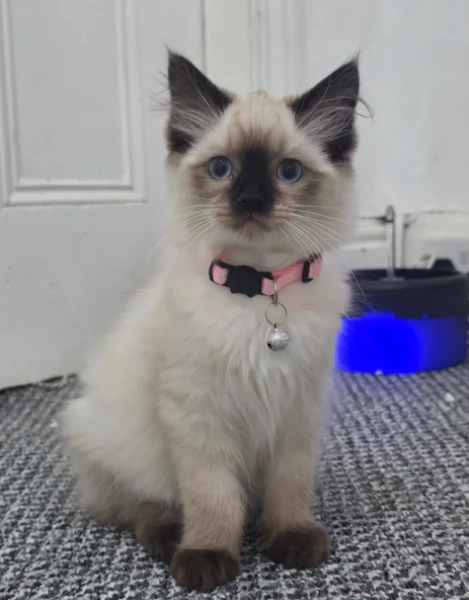 Gattino Radoll pronti 