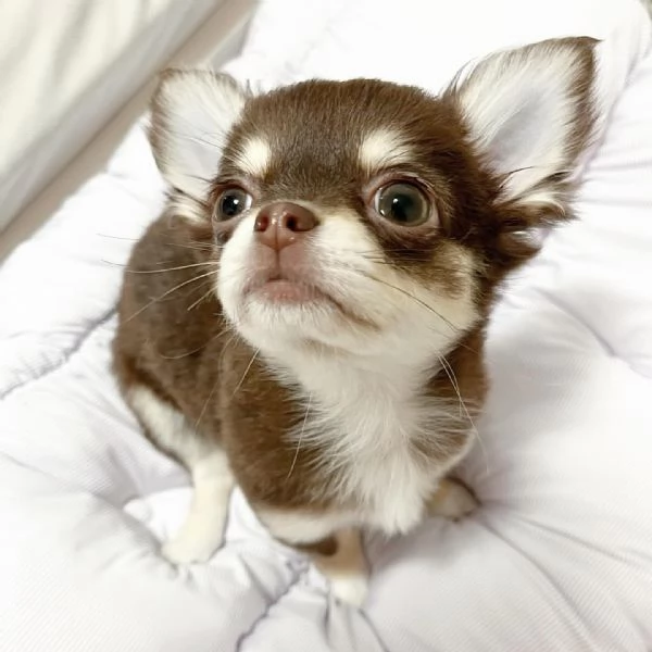 Fantastici cuccioli di Chihuahua