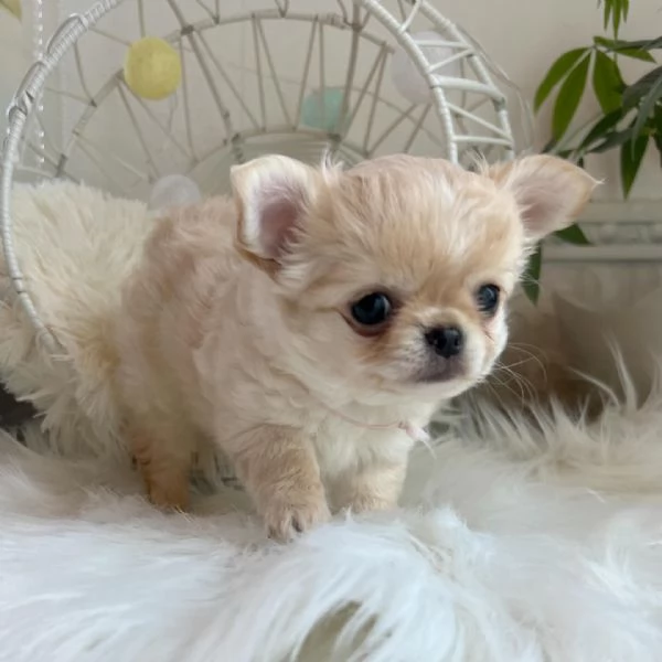 Cuccioli di Chihuahua