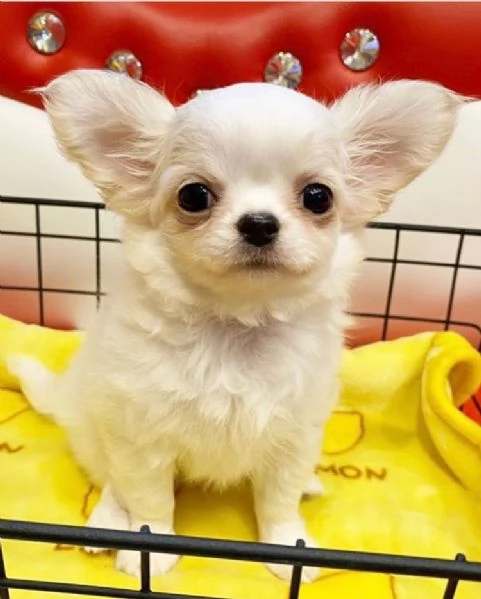 Bellissimi cuccioli di Chihuahua