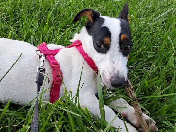 Jack russelterrier femmina