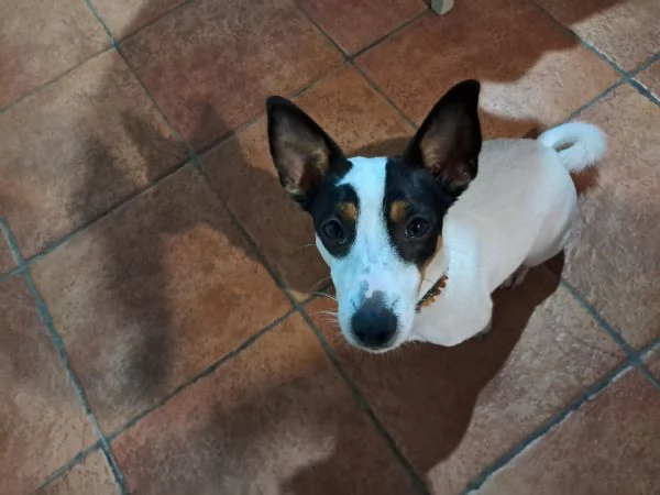 Jack russelterrier femmina | Foto 1