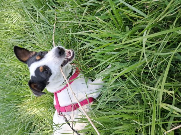 Jack russelterrier femmina | Foto 0