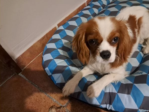 URGENTE Cavalier king charles spaniel femmina | Foto 0