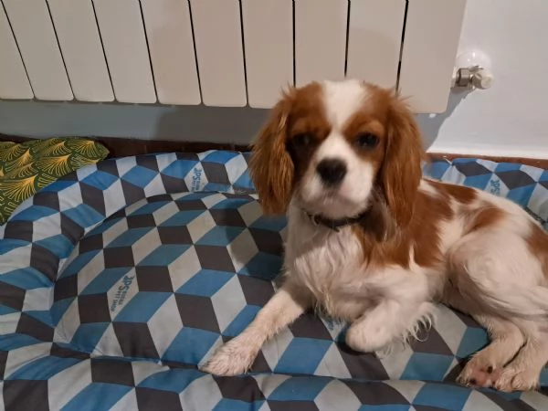 URGENTE Cavalier king charles spaniel femmina