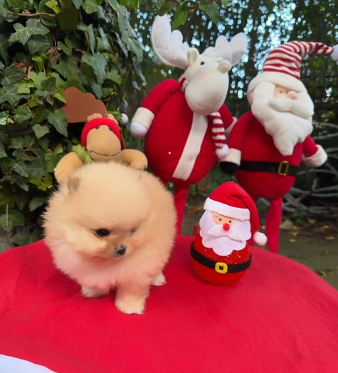 Volpi Pom per natale | Foto 0