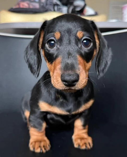 Bellissimi Cuccioli di Bassotto | Foto 1