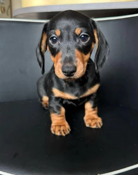 Bellissimi Cuccioli di Bassotto | Foto 2