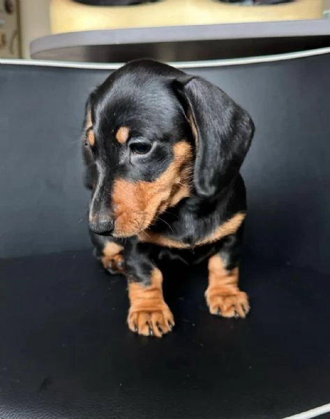 Bellissimi Cuccioli di Bassotto