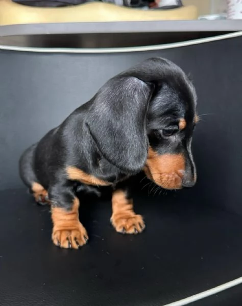 Bellissimi Cuccioli di Bassotto | Foto 1