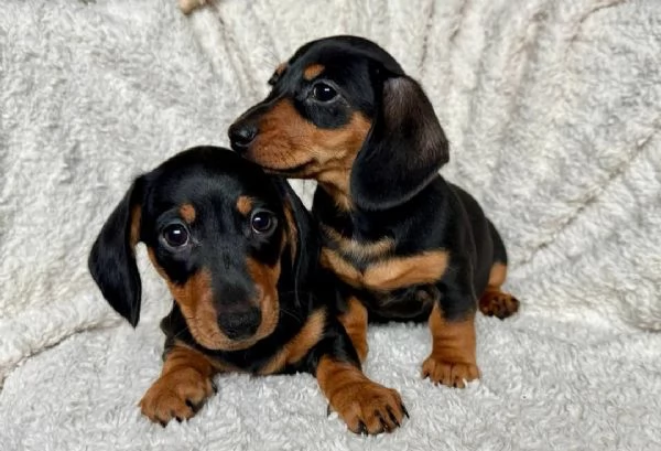 Bellissimi Cuccioli di Bassotto | Foto 0