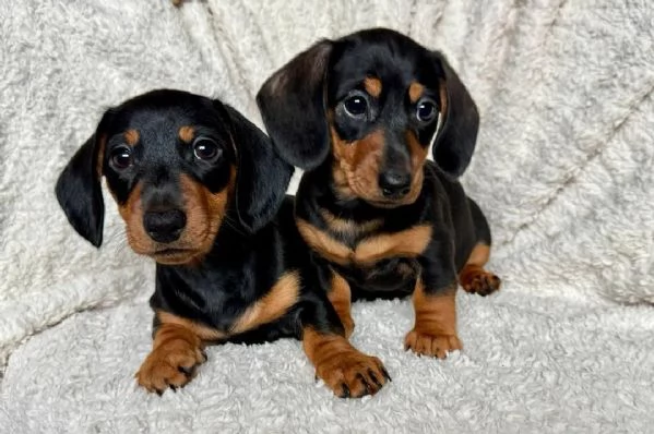 Bellissimi Cuccioli di Bassotto | Foto 0