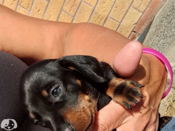 Cuccioli di Bassotto | Foto 1