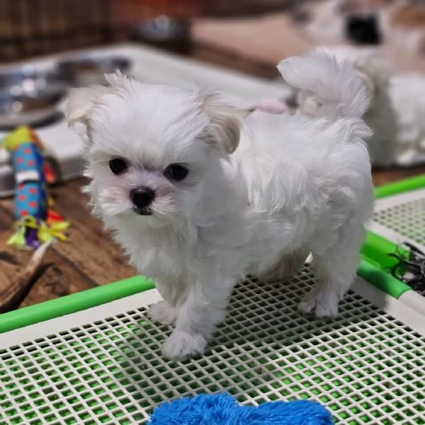 Due bellissimi maschietti e due femminucce di Maltese Coreano in cerca di una casa per sempre 