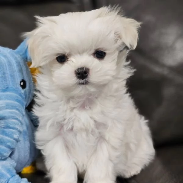 Adorabili cuccioli di maltese  Pronti ora | Foto 3