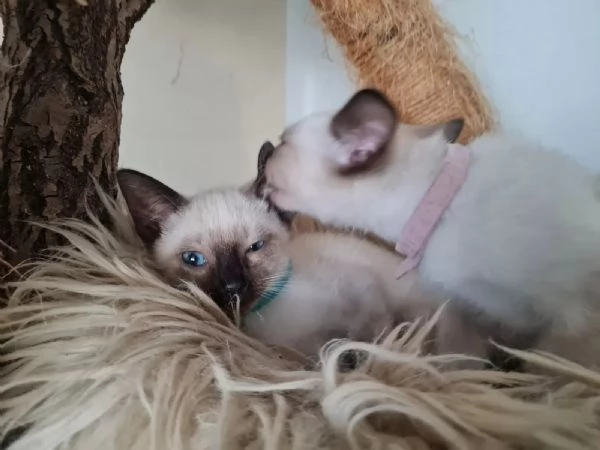 Stupendi cuccioli di gatto siamese dai bellissimi occhi blu e musino dolcissimo | Foto 1