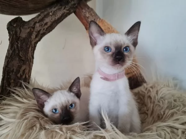 Stupendi cuccioli di gatto siamese dai bellissimi occhi blu e musino dolcissimo | Foto 0