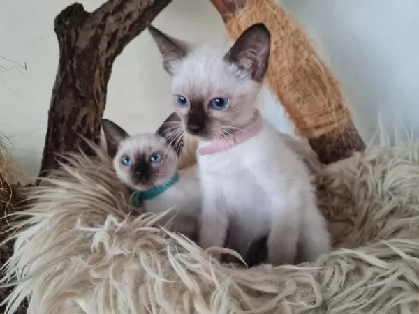 Stupendi cuccioli di gatto siamese dai bellissimi occhi blu e musino dolcissimo