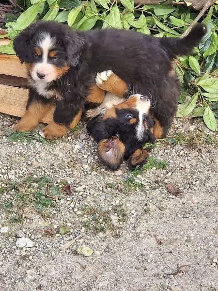 Cucciolo di cane da montagna bernese di razza pura MF | Foto 1
