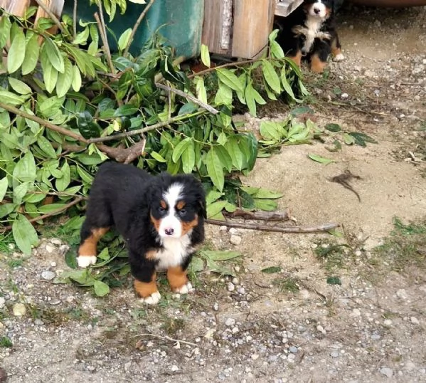 Cucciolo di cane da montagna bernese di razza pura MF | Foto 0