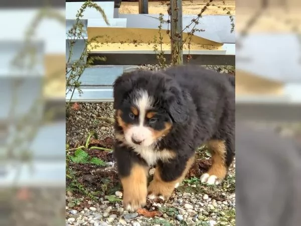 Cuccioli di bovaro del bernese | Foto 1