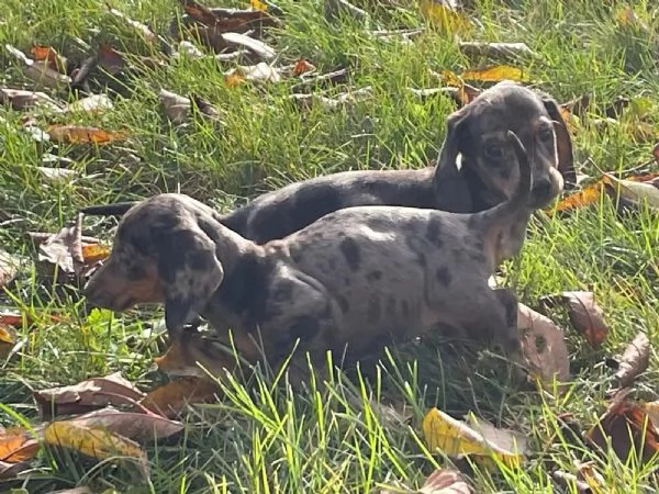 Cuccioli di bassotti maschietti femminucce | Foto 1