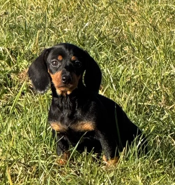 Adorabili cuccioli di Bassotto | Foto 1