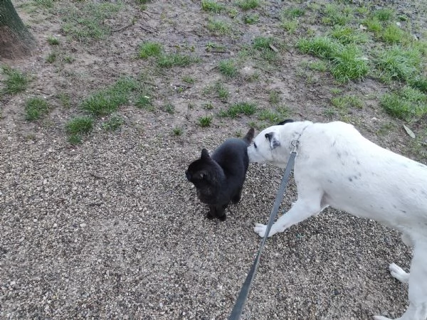 Regalo cucciolo 3 anni maschio | Foto 0