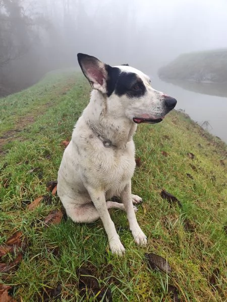 Regalo cucciolo 3 anni maschio