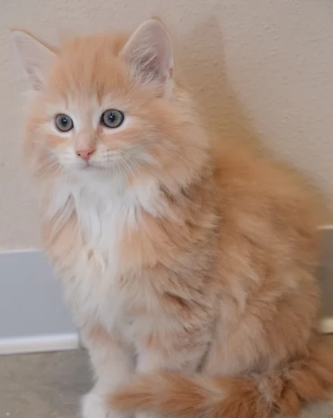 Gattini Norvegesi delle Foreste