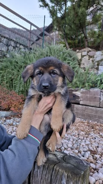 Cuccioli Pastore Tedesco  | Foto 4