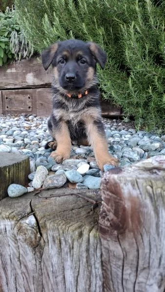 Cuccioli Pastore Tedesco  | Foto 3